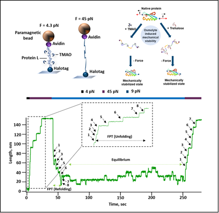 Osmolyte - protein interaction